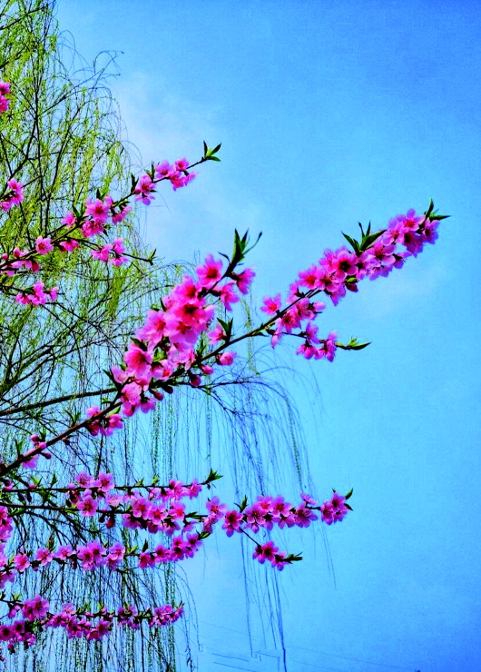 銅城桃花嫵媚綻放！君莫宅家辜負(fù)春光美景