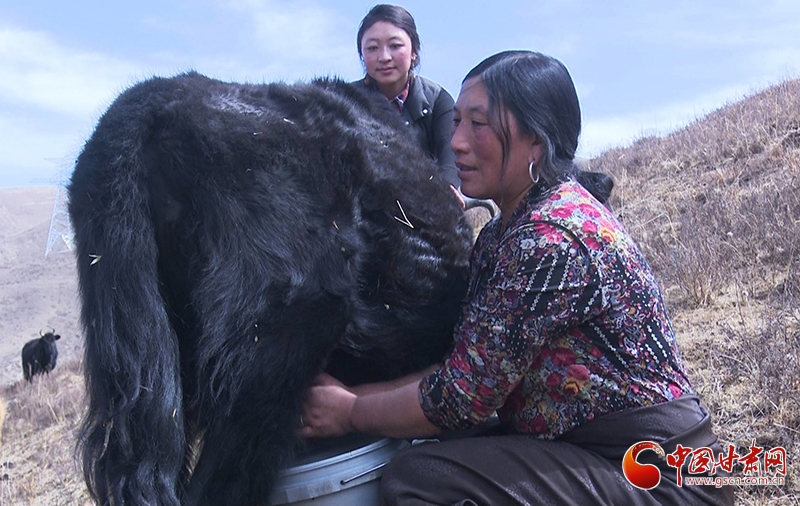 甘肅合作：高原上盛開(kāi)了一朵美麗的“格?；ā保▓D）