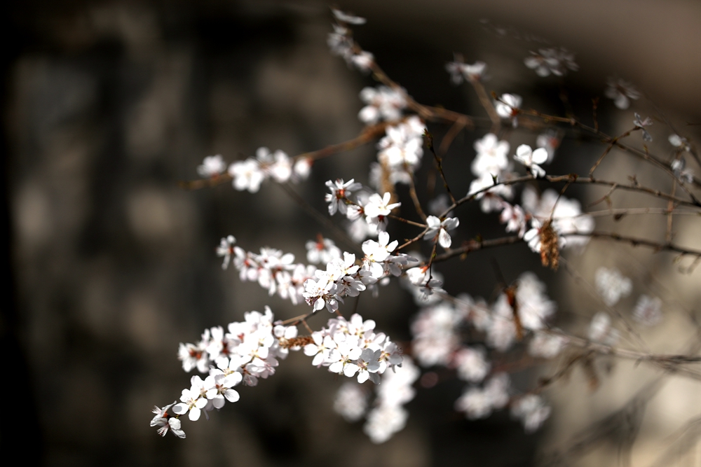 海報(bào)|花開(kāi)隴原，甘肅這些景區(qū)正在復(fù)蘇！