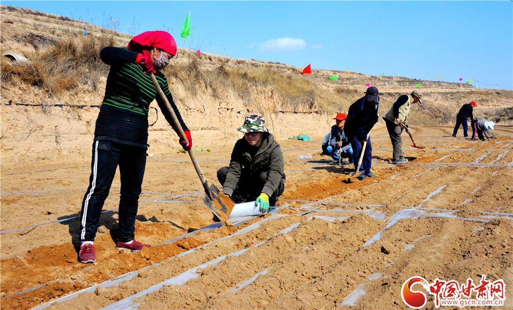 隴西縣多措并舉推進2萬畝中藥材綠色標(biāo)準(zhǔn)化藥源基地建設(shè)（圖）