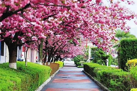 【印象隴原】去兩當(dāng)，與櫻花赴約