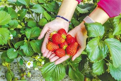 【春暖花開旅游季】感受田園風(fēng)光 享受采摘樂(lè)趣