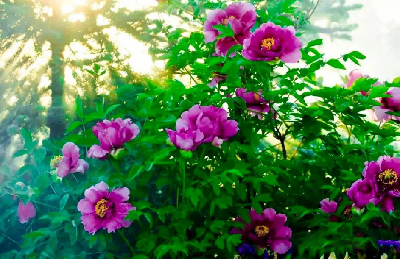 【“甘味”故事】“百花王”駕到！國色傾城正當時