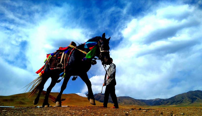 好消息！天祝被命名為“中國高原走馬之鄉(xiāng)”