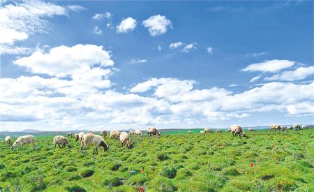 發(fā)“羊”財走陽光道——甘肅推動實施“六大特色農業(yè)產業(yè)”精準脫貧追蹤報道之羊產業(yè)