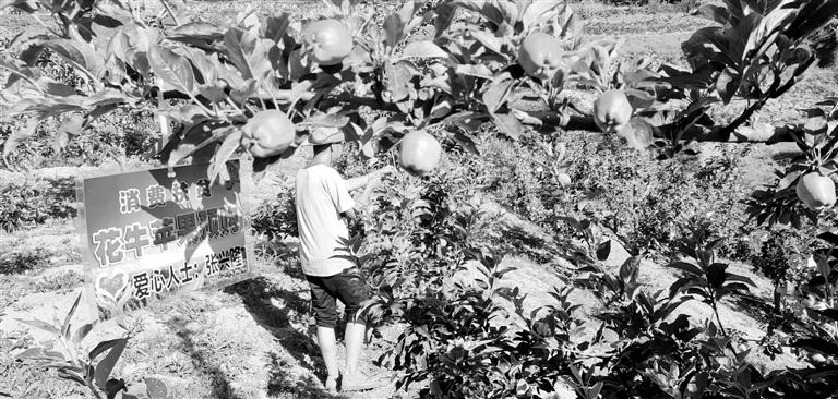 “于堡村果園”開張記——認購“一棵樹”，結(jié)出“致富果”