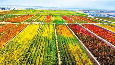 拉開架勢興產(chǎn)業(yè)——武威天?？h發(fā)展特色農(nóng)業(yè)綜述