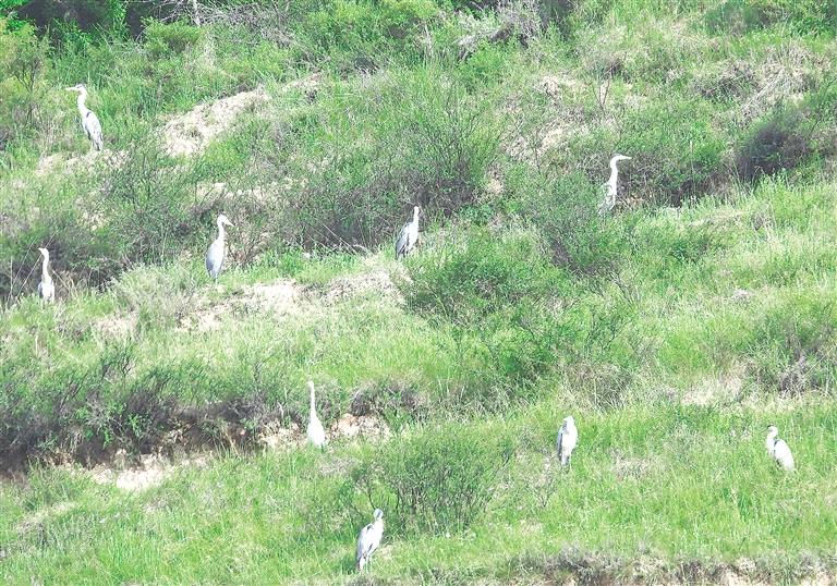 臨夏州康樂縣加強(qiáng)生態(tài)保護(hù)開展愛鳥護(hù)鳥活動