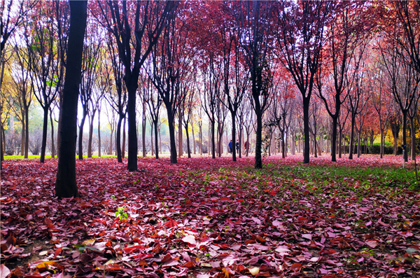 【“醉”美深秋 】深秋，請到蘭州這片紅葉林里走走