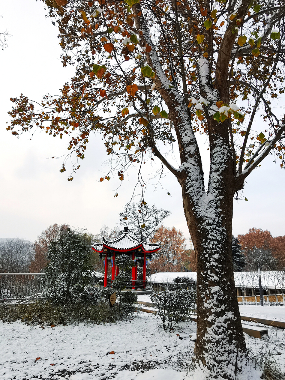 高清大圖|天水弘文園初雪，你喜歡嗎？