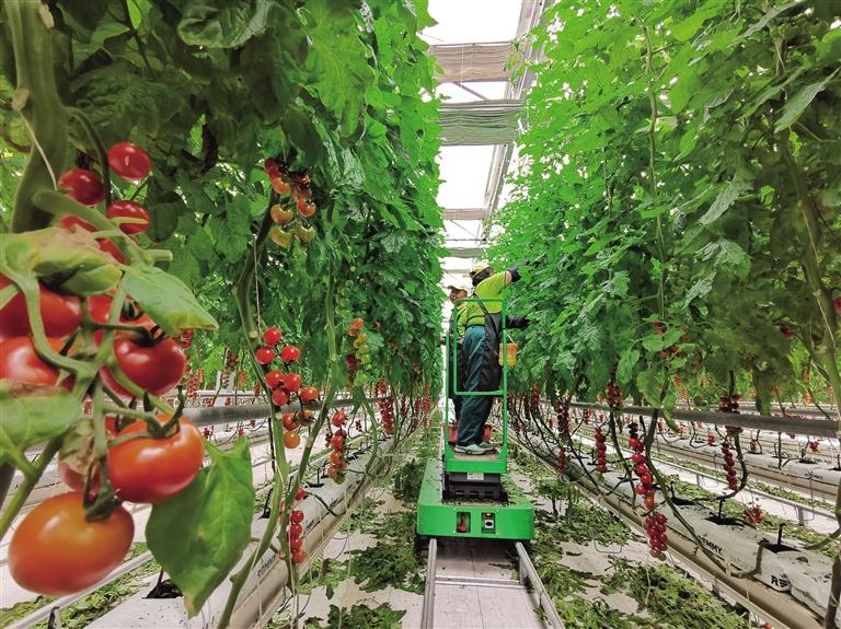 精準化管理 標準化品質 蘭州新區(qū)番茄獲全球良好農(nóng)業(yè)規(guī)范認證