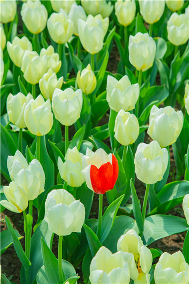 花叢中，別具一格。羅云希 攝