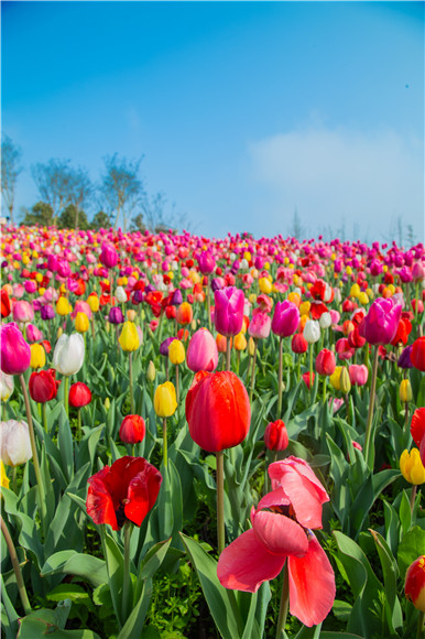 花的海洋。羅云希 攝