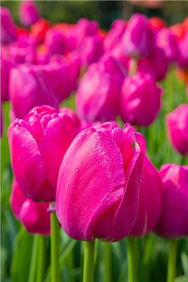 郁金香嬌艷欲滴。羅云希 攝