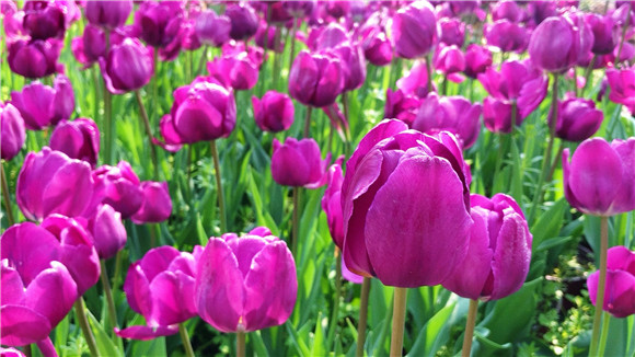 紫色郁金香。華龍網(wǎng)—新重慶客戶端袁舒含 攝