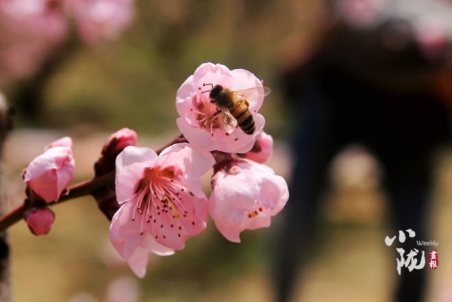 【小隴畫報·113期】最美人間四月天，灼灼桃花映秦安