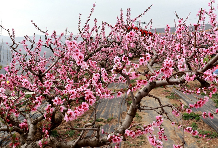 天水秦安桃花會(huì)4月12日開園 “碼上游”也精彩