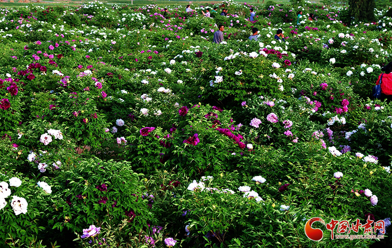 閱盡繁花盛景！定西文旅邀您共赴“紫斑牡丹”之約