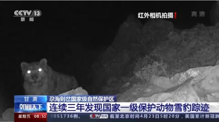 “大貓”出沒！甘肅尕海則岔保護區(qū)連續(xù)三年發(fā)現(xiàn)雪豹蹤跡