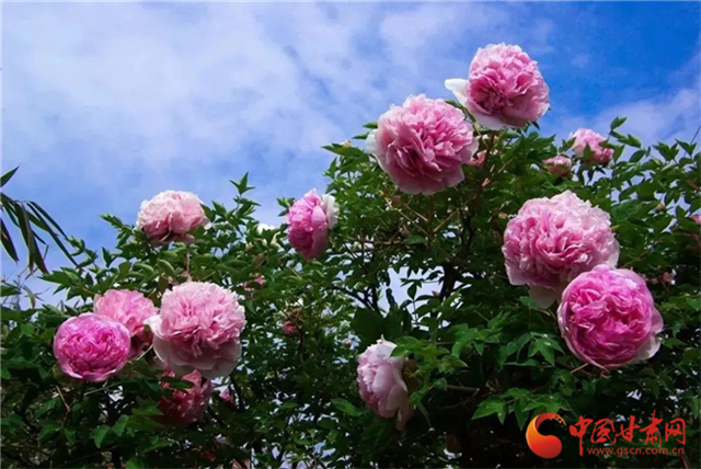 【五一游甘肅】暢游“臨洮縣紫斑牡丹文化旅游節(jié)”，這份攻略請收下！