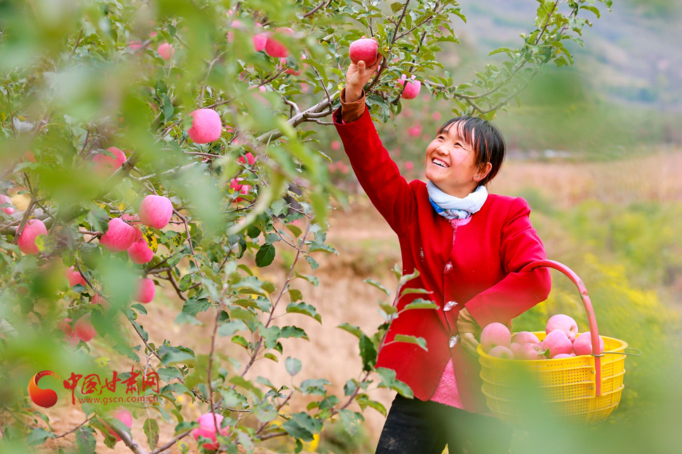 【走進(jìn)鄉(xiāng)村看小康】甘肅靜寧：“小蘋(píng)果”撐起縣域經(jīng)濟(jì)“脊梁”