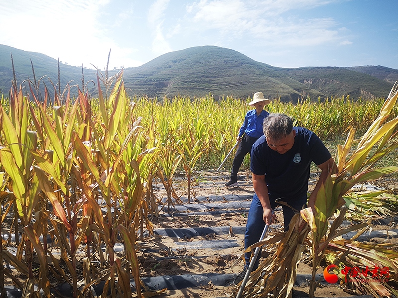 【慶豐收 感黨恩】定西安定：劉鴻奎的豐收節(jié)！
