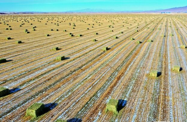 【“飛閱”中國】瞰！山丹馬場撒“青豆”