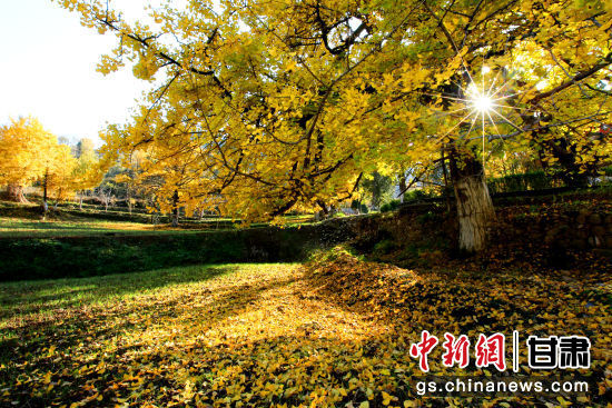 隴南徽縣銀杏樹最美的時候，當屬每年的10月至11月。圖為樹葉已染黃的銀杏樹。張承榮 攝