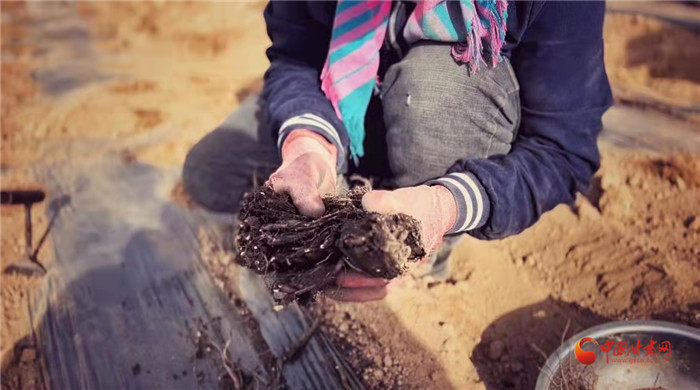 【隴拍客】好消息！榆中縣馬坡鄉(xiāng)在高海拔的馬銜山山麓種植1500畝當(dāng)歸