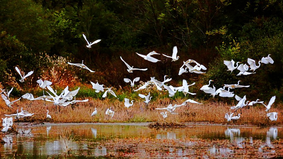 白鷺翩躚舞初冬。吳康軍攝