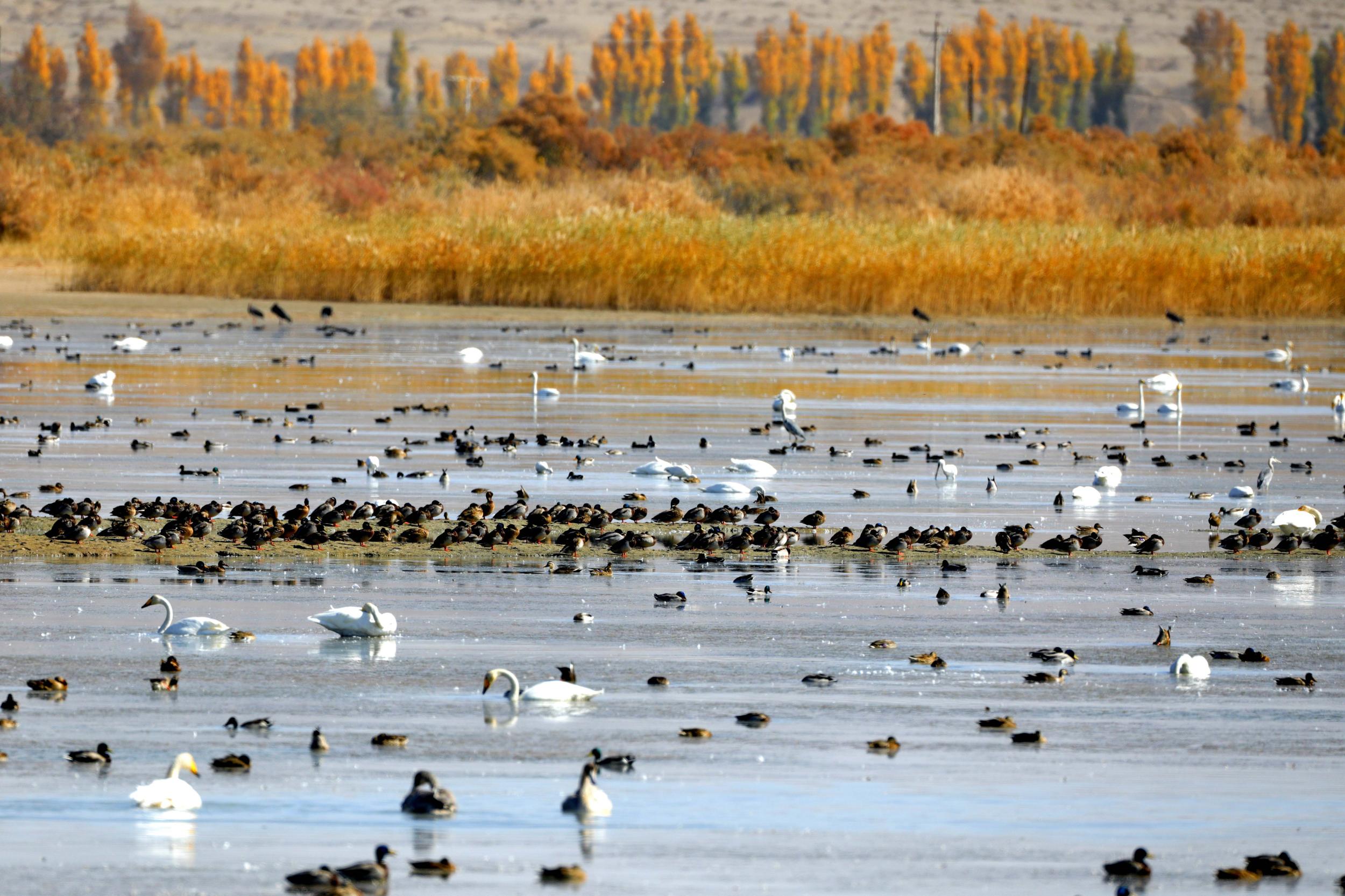 天鵝飛抵高臺(tái)縣黑河濕地嬉戲覓食、棲息越冬。尹昭霞攝