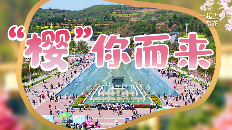 海報|春色爛漫,一組海報“云賞”櫻花盛開