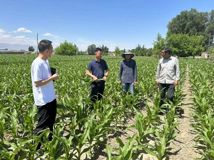 臨澤縣蓼泉鎮(zhèn)紀(jì)委工作人員深入田間地頭，現(xiàn)場(chǎng)了解玉米制種長(zhǎng)勢(shì)和產(chǎn)業(yè)發(fā)展情況。.jpg