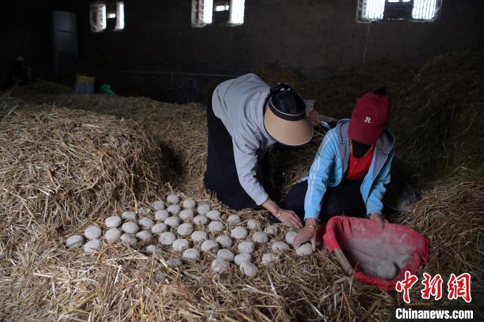 酒曲成型之后入曲房，入室之前要灑水，再鋪青稞草，防止曲塊的水分被吸走，曲房內有通風道、窗戶、暖氣、電熱爐等各種控制曲房溫度的設備。圖為5月10日，工作人員將成型的曲塊搬運到曲房。九美旦增　攝