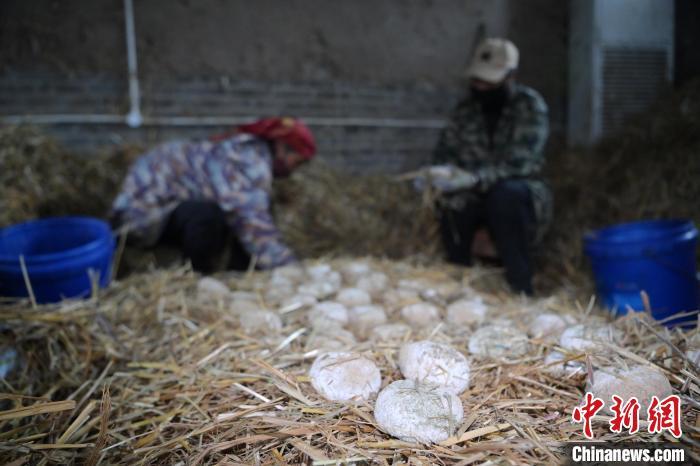 酒曲從曲坯入房培養(yǎng)到培養(yǎng)結束，整個培養(yǎng)周期控制在4至8天，曲坯的要求光滑，軟硬適宜，手按曲坯不松散，結實，薄厚一致。圖為5月10日，工作人員準備將培養(yǎng)好的曲坯拿到外面晾曬。九美旦增　攝