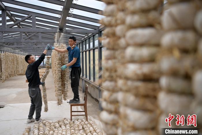 圖為5月10日，工作人員將用青稞面和青稞草等制成的曲坯用繩子串起來晾曬。九美旦增　攝