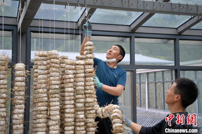 圖為5月10日，工作人員將用青稞面和青稞草等制成的曲坯用繩子串起來晾曬。九美旦增　攝