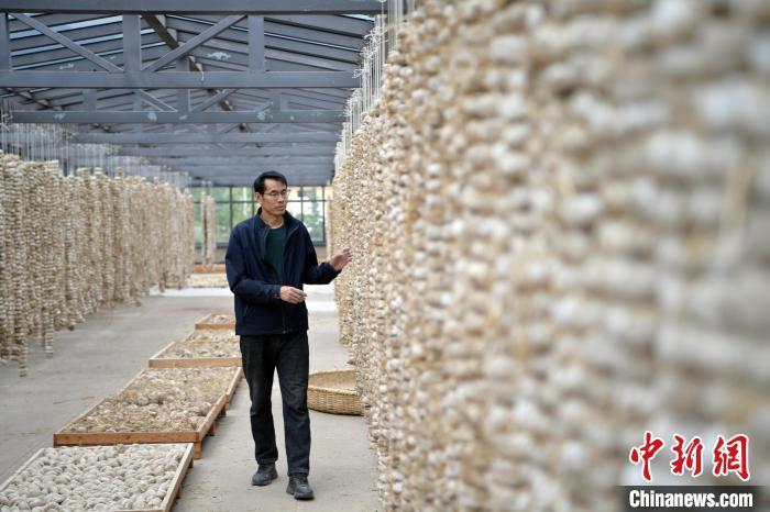 圖為5月10日，工作人員檢查晾曬的曲胚。九美旦增　攝