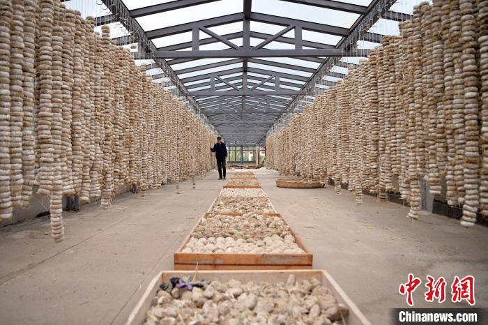 圖為5月10日，工作人員檢查晾曬的曲胚。九美旦增　攝