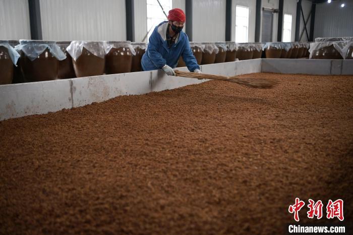 圖為5月10日，工作人員整理鋪撒的酒醅。九美旦增　攝