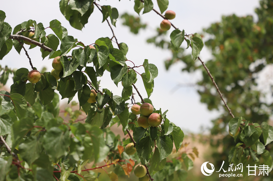 蘭溝村百畝杏林的杏子即將成熟。人民網(wǎng)記者 焦隆攝