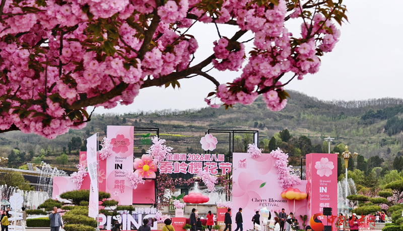 圖集｜“櫻”你而美，共赴金徽春日之約