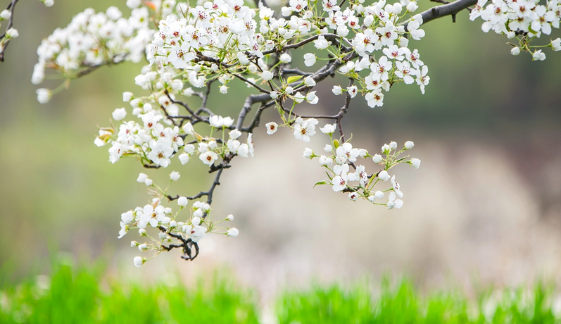 【小隴畫報·489期】臨洮：杏花染春 牡丹紅透洮河畔